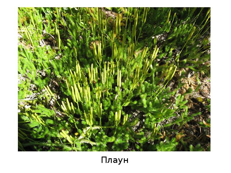 Плаун Плаун