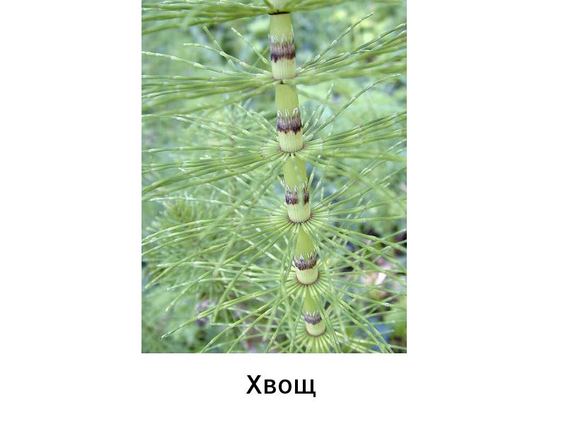 Хвощ Хвощ