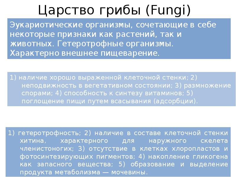 Царство грибы (Fungi)