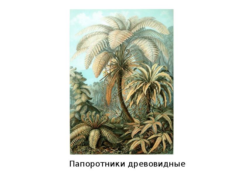 Папоротники древовидные Папоротники древовидные