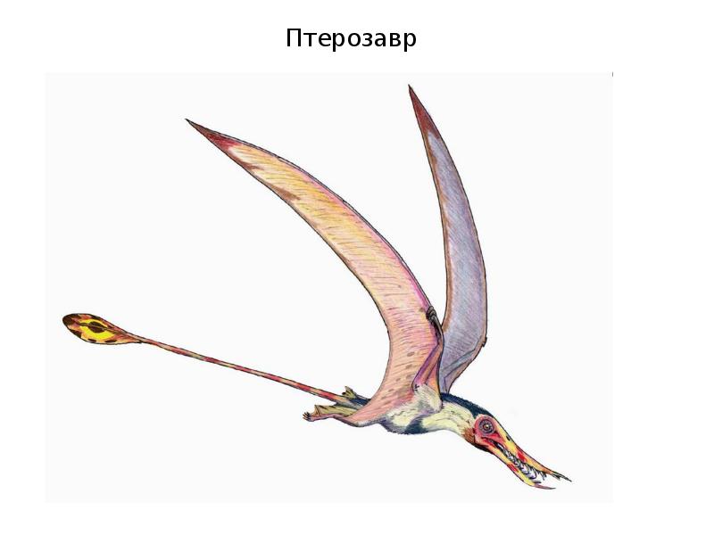 Отличительными чертами этого животного является длинный нос. Птерозавры Триасового периода. Рамфоринх Эра. Преондактиль Триасового периода. Птерозавры мелового периода.