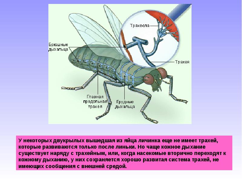 Какую функцию выполняют трахеи у божьей коровки. Дыхательная система насекомых дыхальца. Трахейное дыхание у насекомых рисунок. Трахеи и дыхальца у насекомых. Строение дыхальца насекомых.