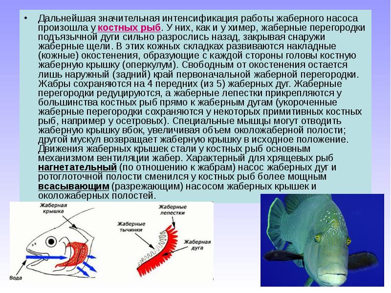 Укажите на рисунке жаберные крышки рыбы