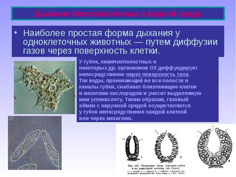 Эволюция беспозвоночных животных кратко