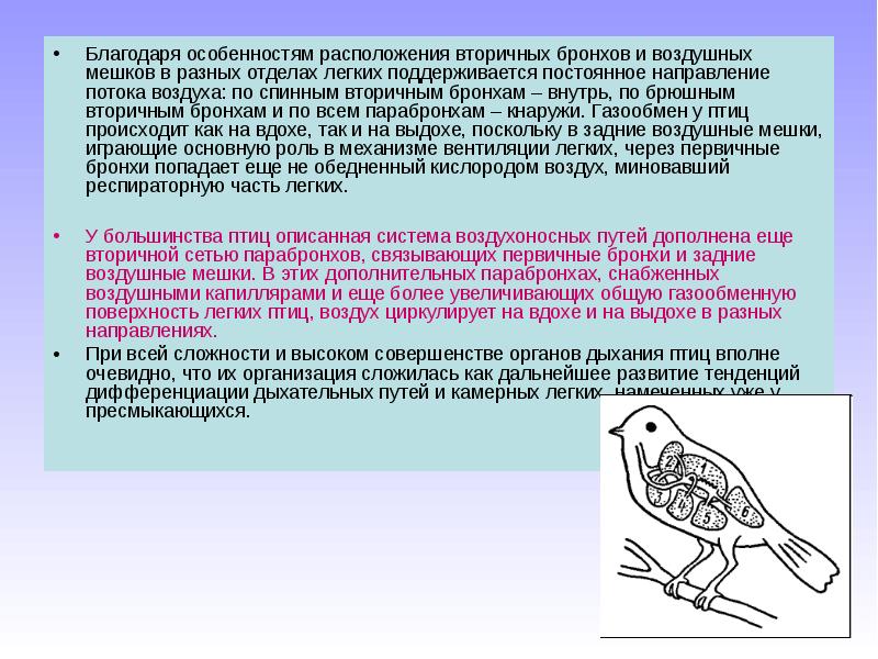 Благодаря особенности. Парабронхи у птиц. Парабронхи лёгкие птиц. Дыхательная система птиц парабронхи. Дифференцировка дыхательных путей у птиц.