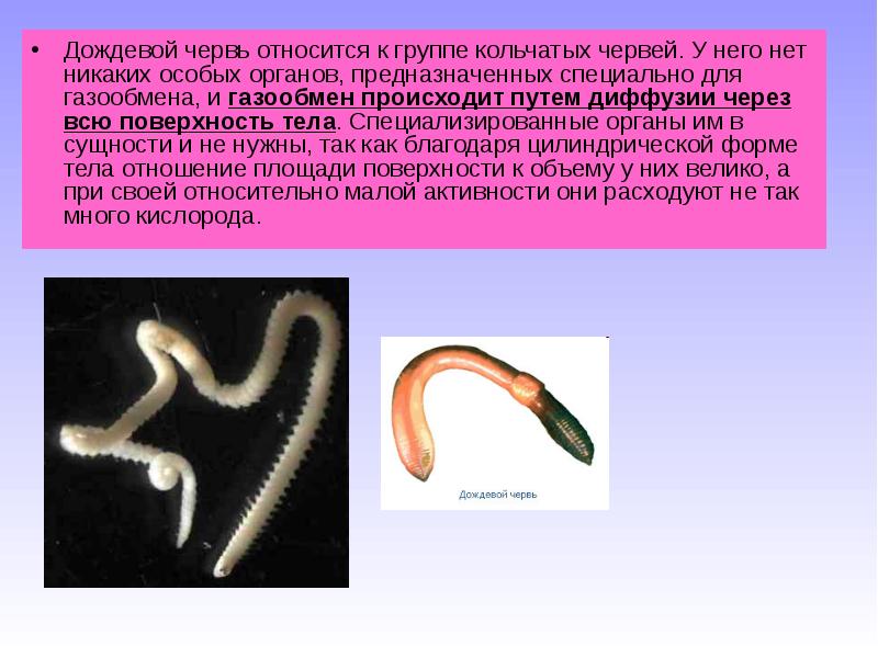 Чем представлены черви. Дыхание кольчатых червей червей. Дождевой червь относится. Дождевые черви относятся к типу. Дождевой червь относится к группе.