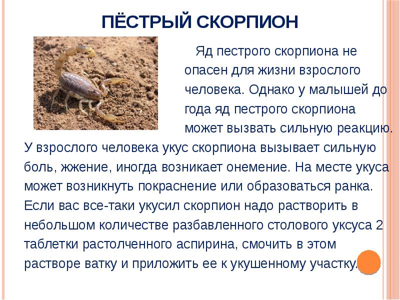 Пестрый значение. Ядовитое животное которое опасна для человека. Рассказ о опасных животных. Доклад про скорпиона. Пёстрый Скорпион доклад.