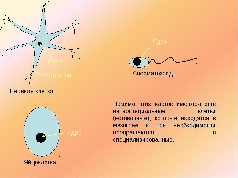 Клетки имеющие два ядра. Ядро нервной клетки. Ядрышко в нервной клетке. Ядрышко неравной клетки. Строение ядра нервной клетки.