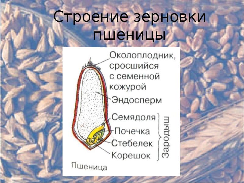 Проект строение семян