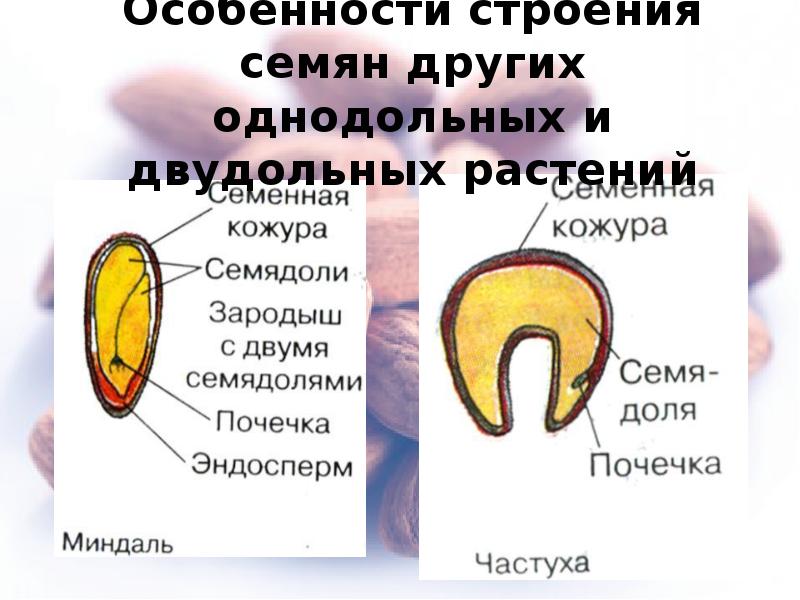 Проект на тему строение семян