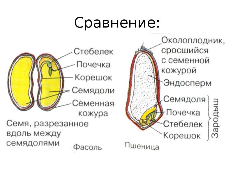 Проект строение семян