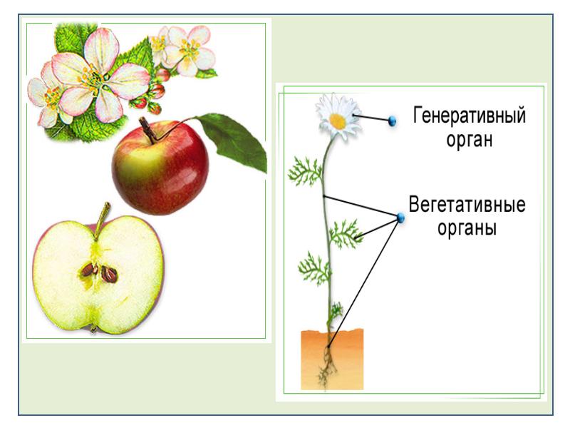 Генеративные органы растений презентация