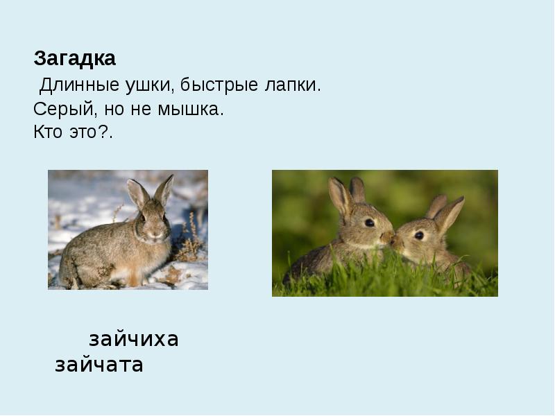 К какому типу относится кролик. В поле еще снег, а у зайчих уж родятся Зайчата.. Заяц всеядный. Загадка про длинные уши. Морфологический разбор весной у зайчихи рождаются Зайчата.