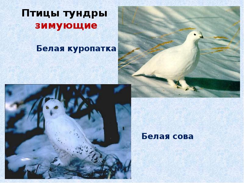 Птицы Тундры Фото И Названия