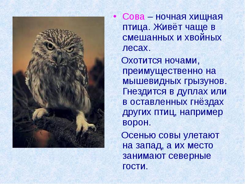 Текст про сову. Рассказ про Филина. Сообщение о Филине описание. Информация о сове. Сова рассказывает.