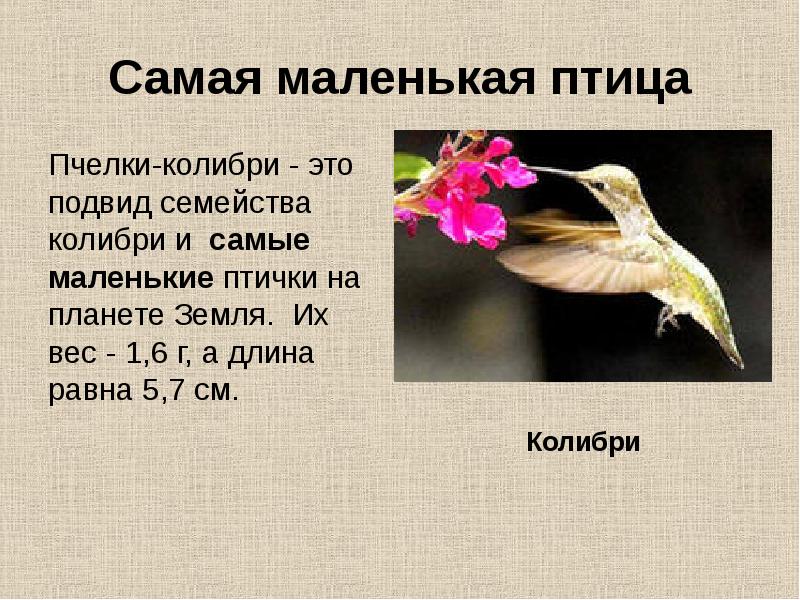 Маленькая информация. Самая маленькая птица презентация. Колибри доклад.