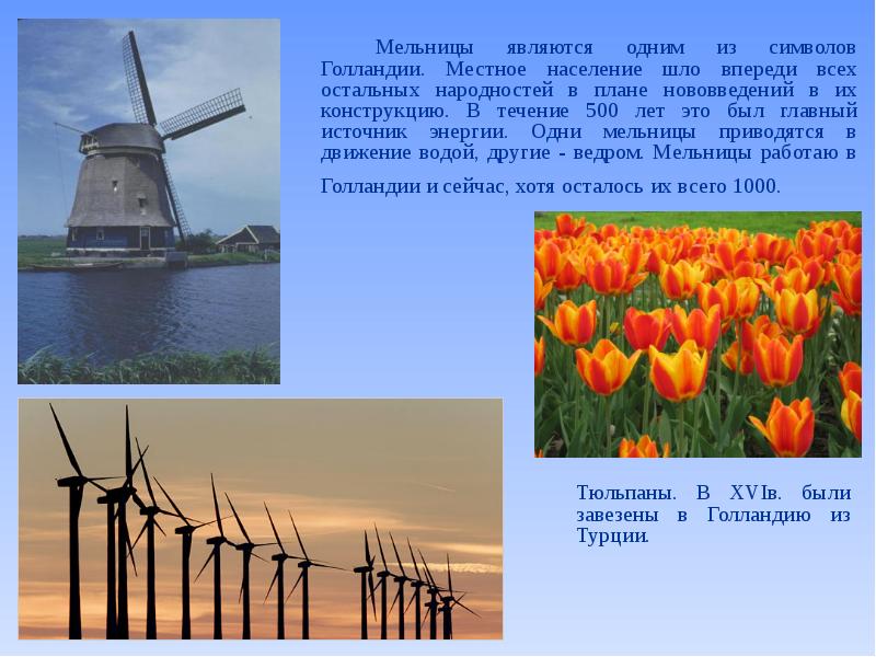 Символ Нидерландов цветок. Какой цветок является символом Голландии. Голландия проект 3 класс окружающий мир. Какой цветок считается символом пляжа.