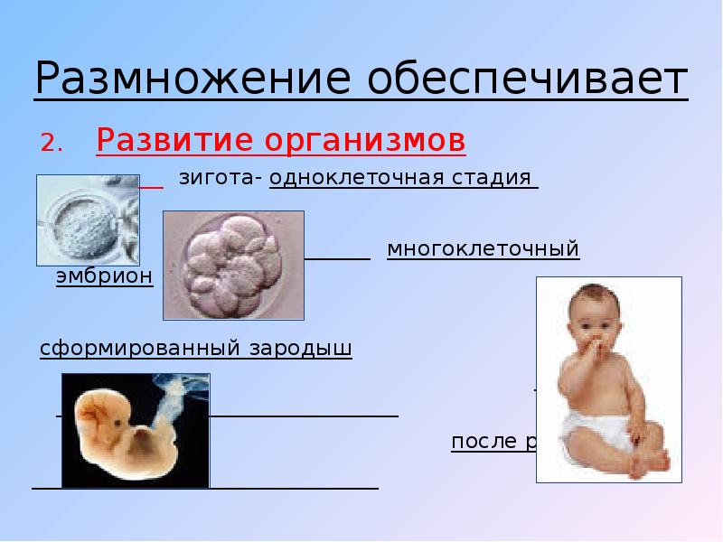 Основы размножения