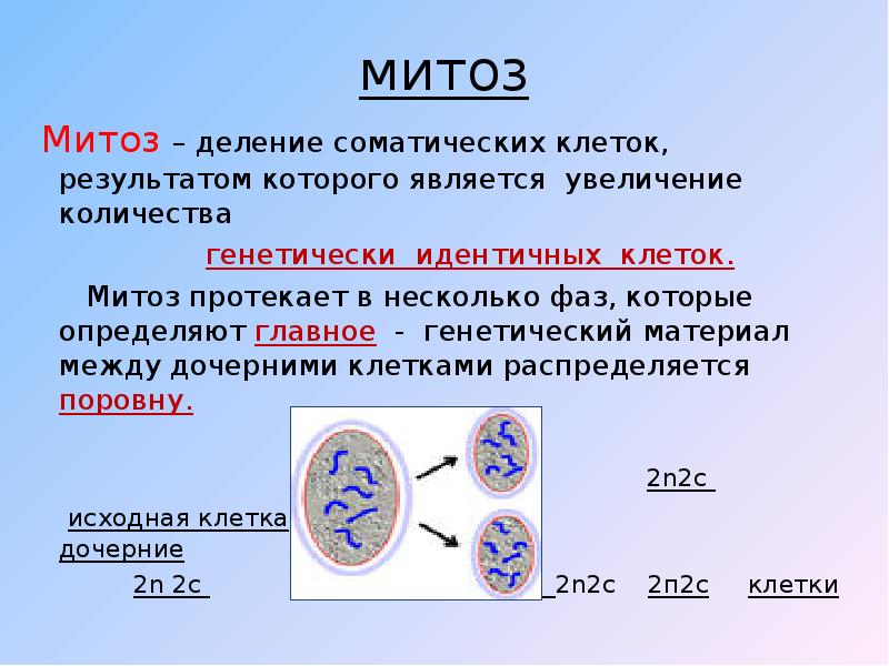 Презентация на тему митоз 10 класс