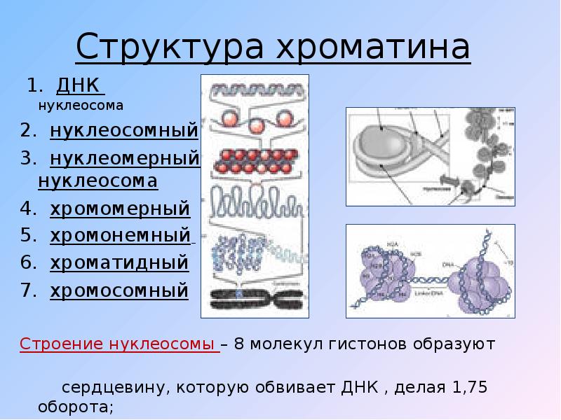 Что собой представляет хроматин