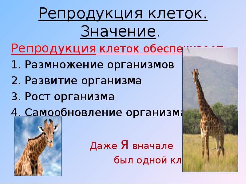 Значение в эволюции организмов. Репродуктивные клетки. Значение репродукции клеток в жизни организма. Реферат рост развития и размножения организмов. Какое значение для организмов имеет размножение.