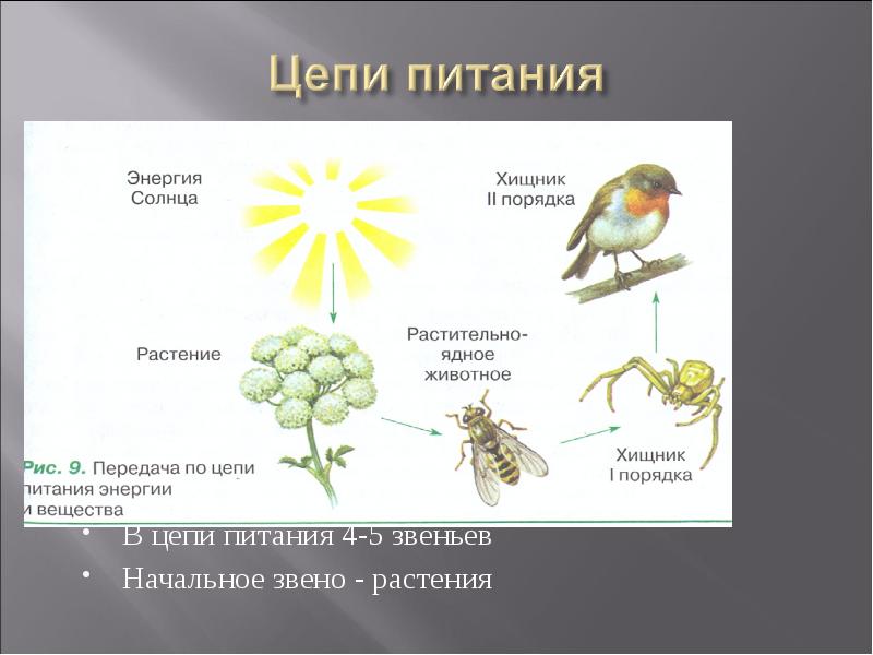 Презентация по биологии 7 класс цепи питания