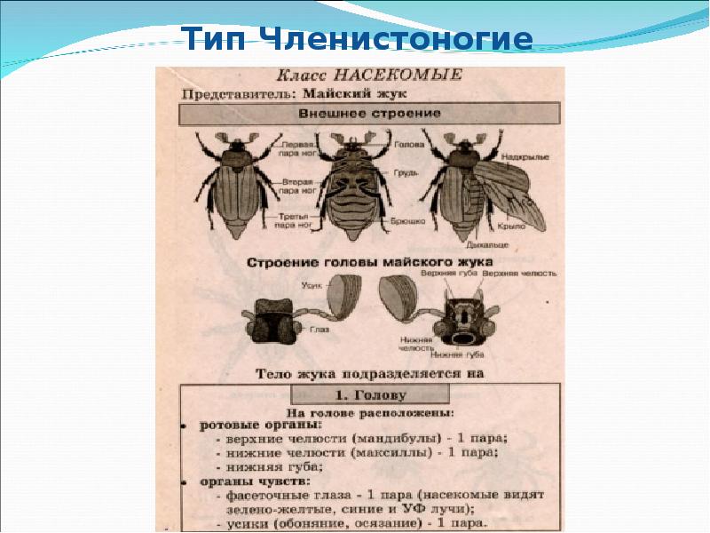 Схема майского жука