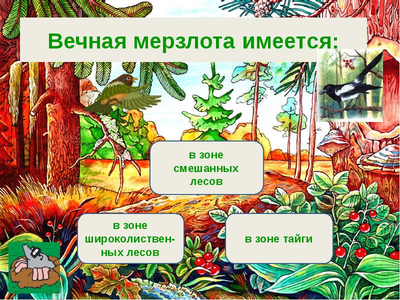 В тайге растут какие деревья ответ 4. В тайге растут сосны ели лиственницы. в тайге растут пихты ели лиственницы. что растет в тайге. дуб растет в тайге.
