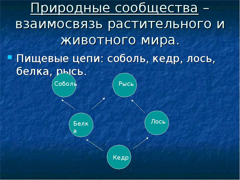 Животные взаимосвязь растительного и животного мира презентация