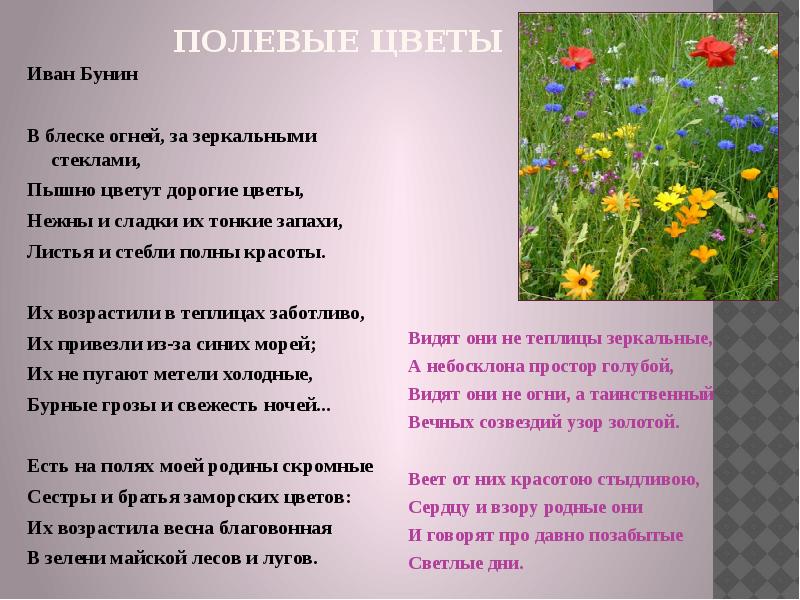 Слово цвести. Полевые цветы стихотворение. Стихотворение о полевых цветах. Стихотворение Ивана Бунина полевые цветы.