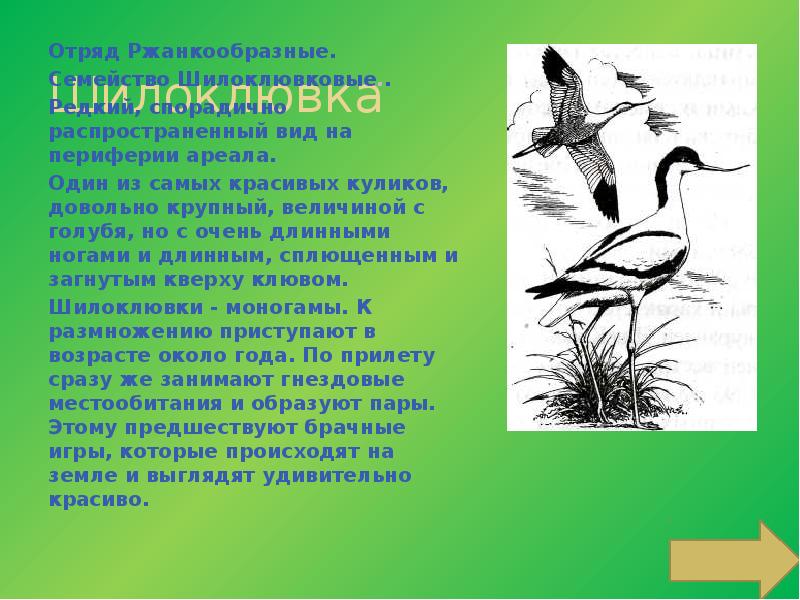 Положение о природных заказниках. Раскраска на тему заказники Приморского края.