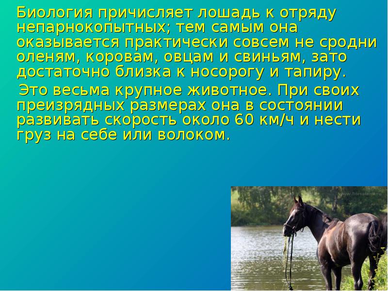 Отряд лошадей биология. Лошадь отряд семейство. Кони отряд в биологии. Отряд на конях.