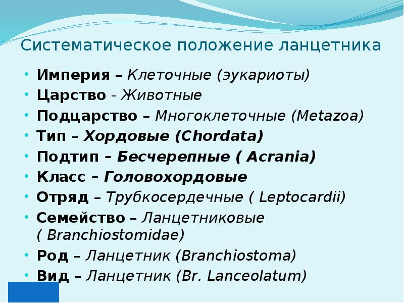 Систематическое положение лягушки. Систематическое положение лягушки