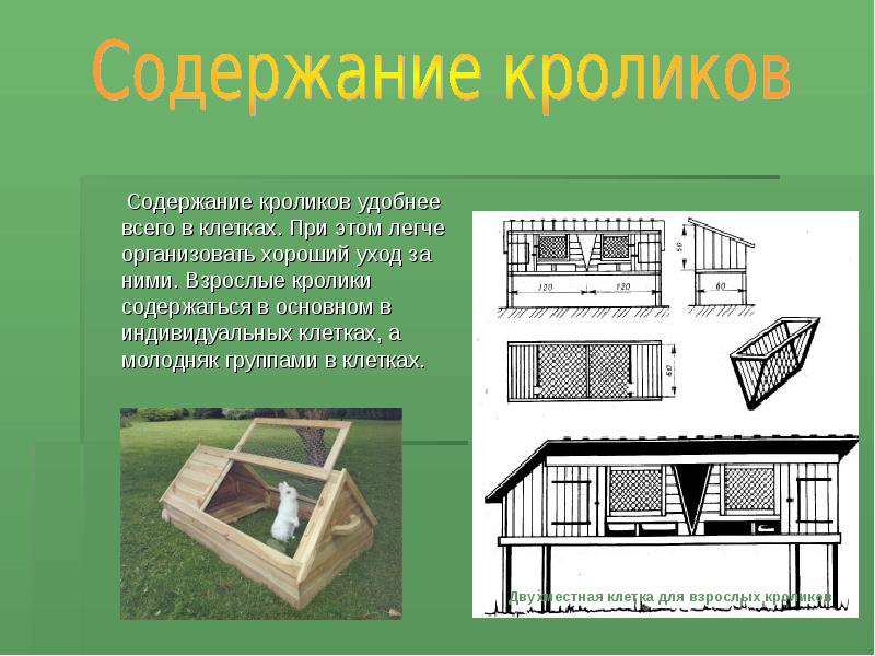 Проект на тему разведение кроликов