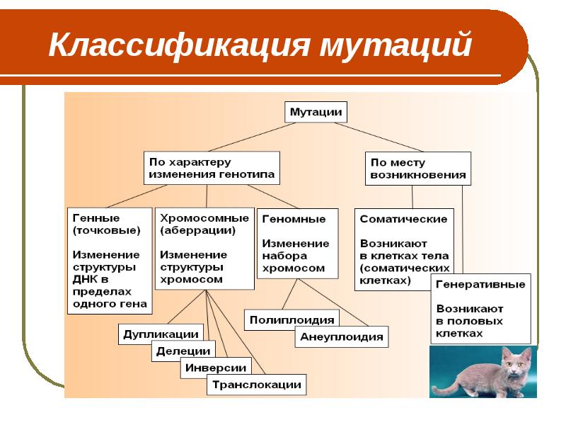 Классификация мутаций презентация