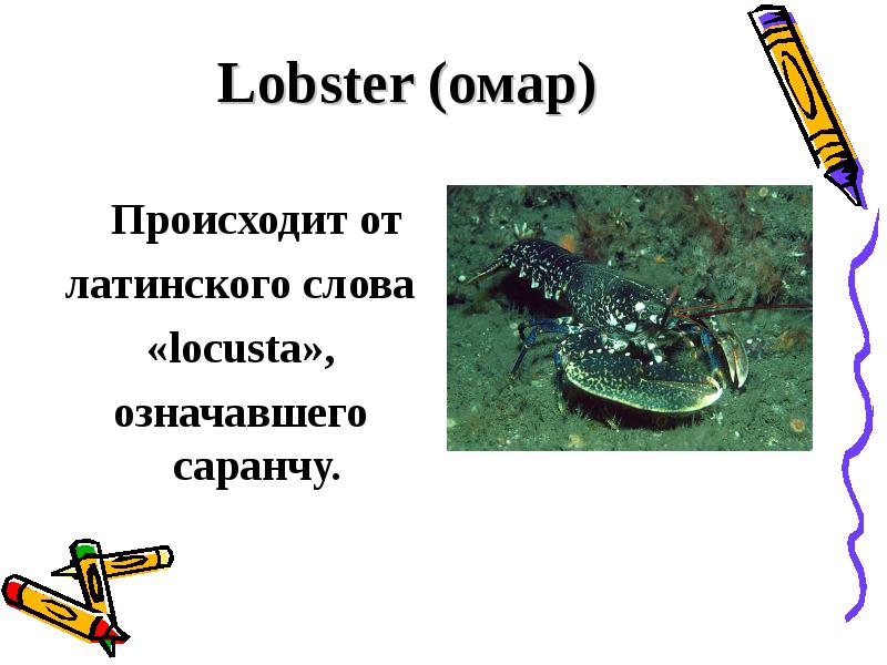 Происхождение английской лексики называющей животных презентация