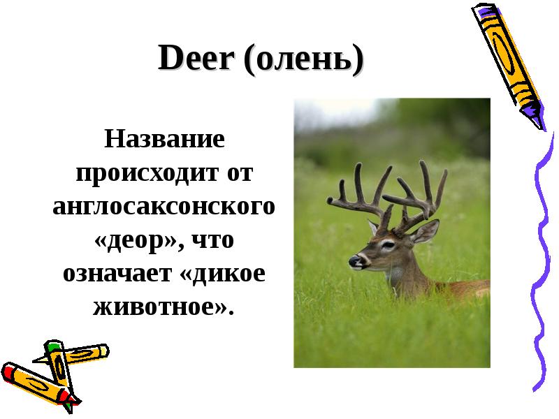 Имена оленей. Слово олень. Игра олень название. Что обозначает выражение олень. Заголовок про оленя.