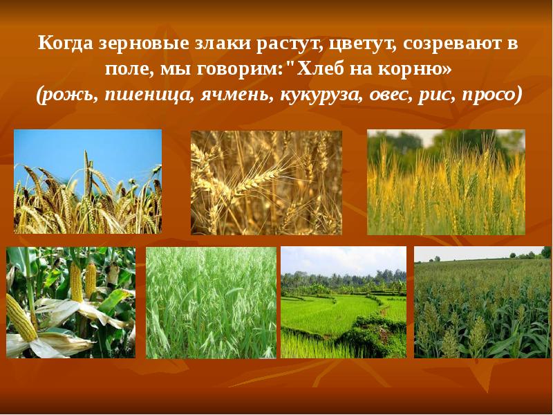 В полях какой вопрос. Что растет в поле. Поле для презентации. Презентация что растет в поле. Растения поля 2 класс.