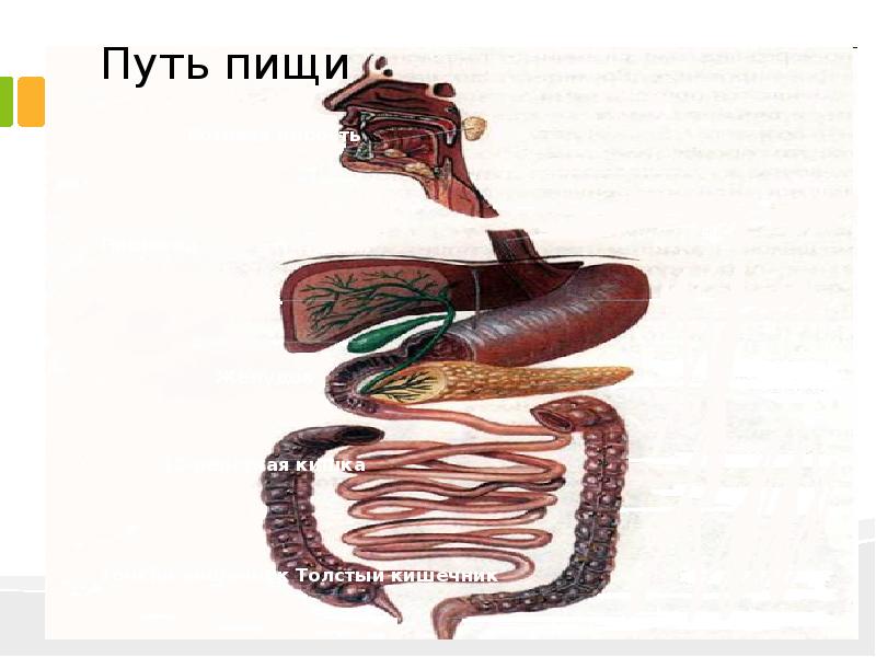путь питания. путь питания. схема передвижения пищи по пищеварительному тракту. схема процесса попадания пищи в желудок. путешествие пищи по организму.
