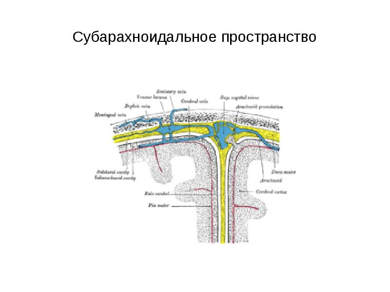 Расширение субарахноидальных щелей. Субарахноидальное пространство мрт. Конвекситальное субарахноидальное пространство. Цистерны подпаутинного пространства головного мозга. Субдуральное и субарахноидальное пространства.