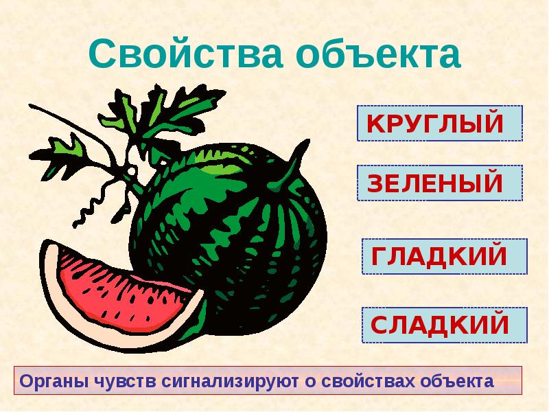 Характеристика предмета. Характеристика арбуза. Арбуз его свойства. Арбуз свойства предмета. Свойства объекта Арбуз.