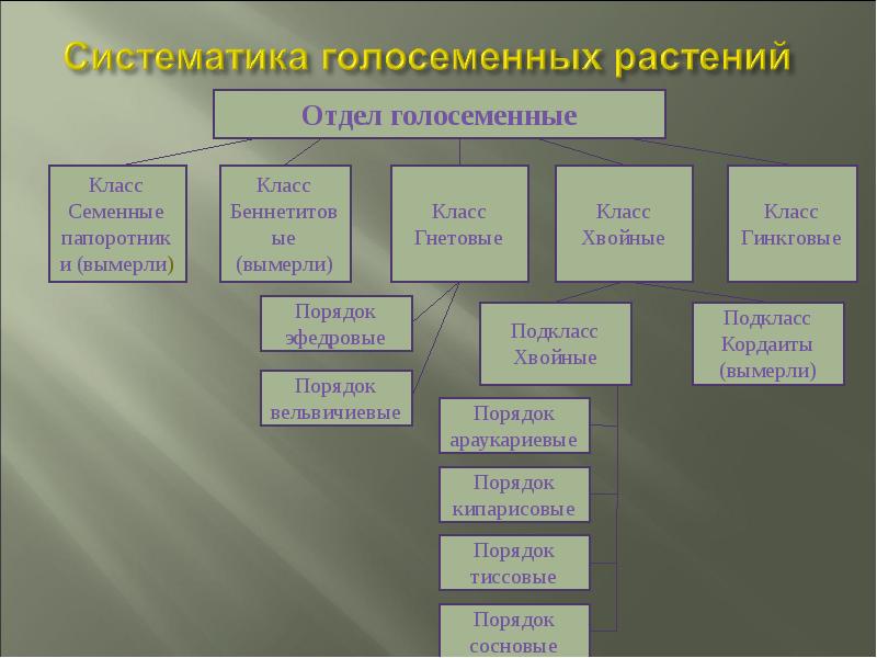 Голосеменные растения 7 класс биология презентация