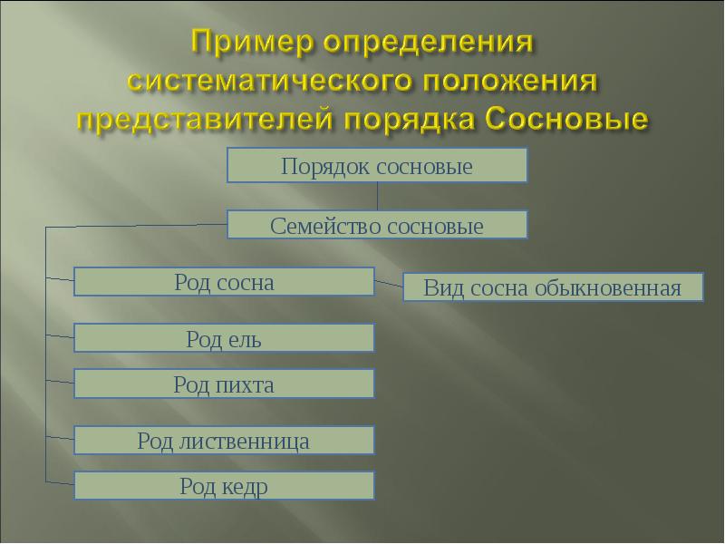 Представители порядков