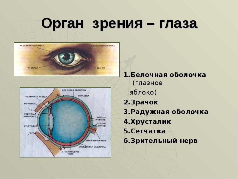 1 на какой части глазного яблока образуется изображение предмета