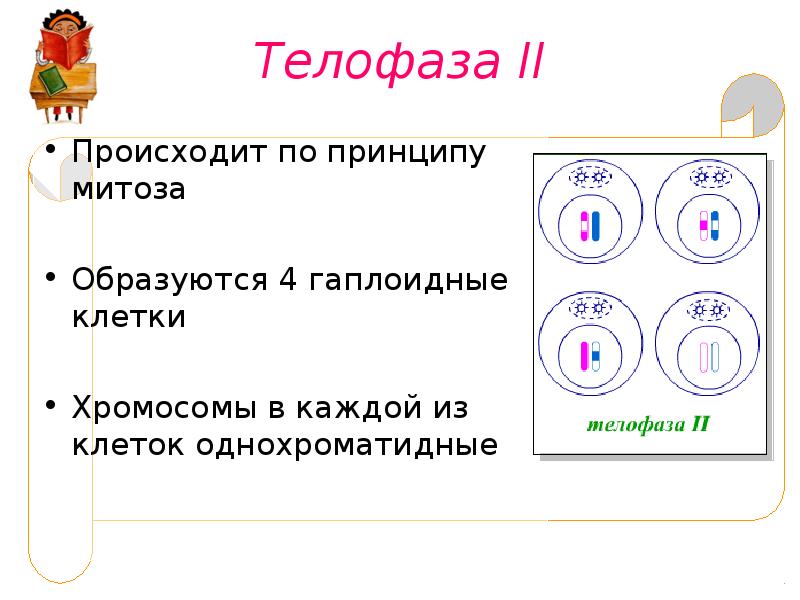 Набор хромосом в телофазе мейоза 1. Телофаза мейоза 2.