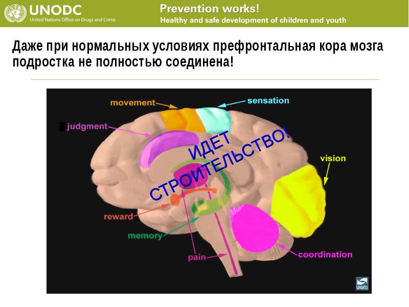 Мозг подростка. Особенности мозг подросткового. Кора головного мозга подростка. Как развивается мозг подростка.