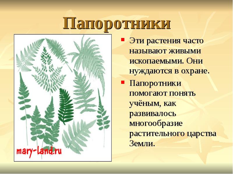 Чаще и часто как называются. Разнообразие растений папоротники. Живые ископаемые папоротник. Папоротник 2 класс. Охраняемые Папоротникообразные растения.