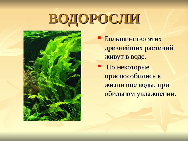 Водоросли егэ картинки