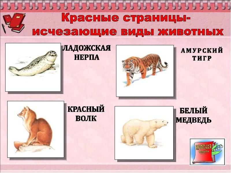 Красная книга старшая группа презентация