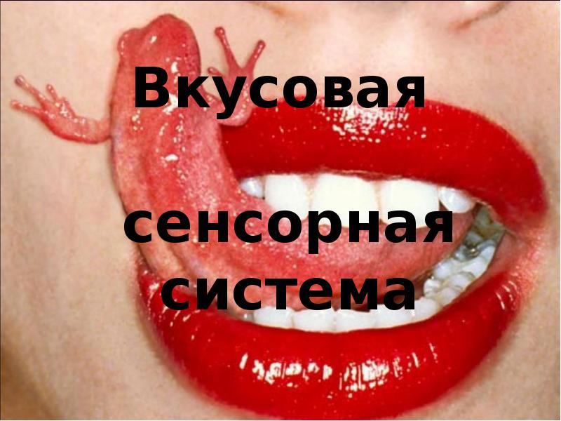 Вкусовая сенсорная система Вкусовая сенсорная система